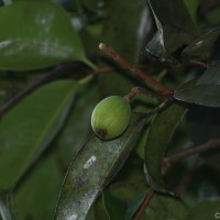 Syzygium grande (Wight) Walp.